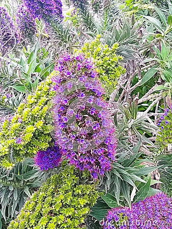 Close up picture of Pride of Madeira. Stock Photo