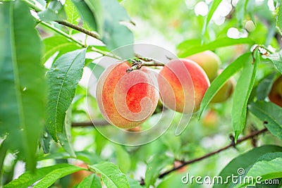 Close up Picture of the red riped peaches on the peach tree or in the organic farming orchard or home garden in summer Stock Photo