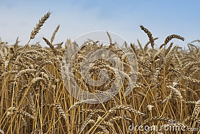 Close up Picture on the riped wheat filed. Dried yellow grains and straws in the summer day waiting for the combine harvester. Stock Photo
