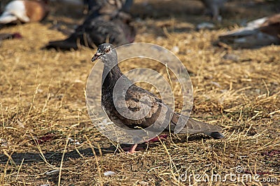 Close up picture of sickly looking pigeon Stock Photo