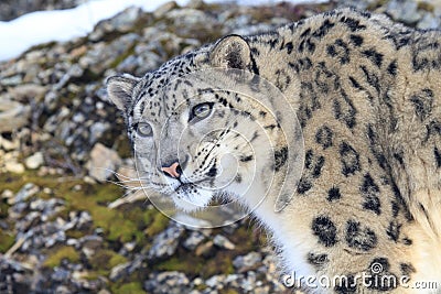 Close up picture of snow leopard Stock Photo