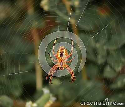 Spider on it`s web, insect Stock Photo