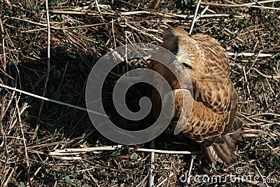 Close up picture to common buzzard Stock Photo