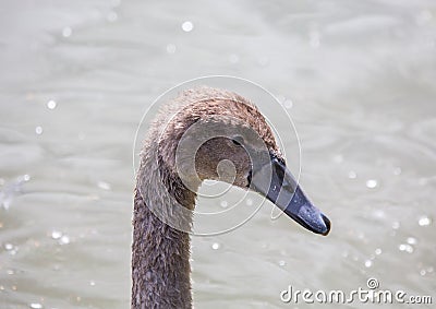 Close up picture of a young mute swan in Germany Stock Photo