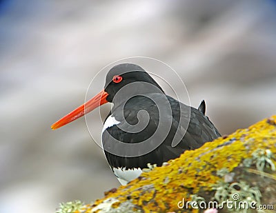 Close-up Pied Oystercatcher Stock Photo