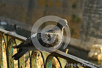 Close up of pigeon on a railing in Corfu Stock Photo