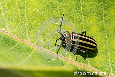 Pigweed Flea Beetle Stock Photo