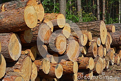 A close-up on a pile of cut down tree trunks, stack of logs, timber harvesting in the forest Stock Photo