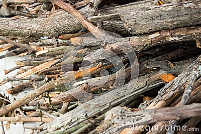 Close up pile of dry wooden twigs in random order Stock Photo