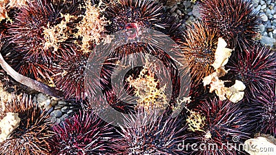 Close-up of a pile of live red sea urchin freshly caught from the sea. Stock Photo