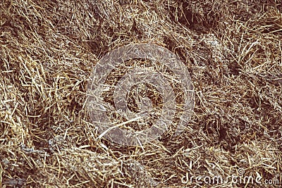 Close up of pile of manure in the countryside. Detail of heap of dung in field on the farm yard. Village background Stock Photo