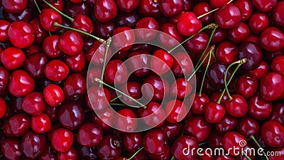 Close up of pile of ripe cherries with stalks. Large collection of fresh red cherries. Ripe cherries background Stock Photo