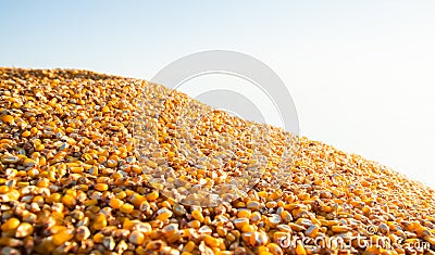 Close-up of a pile of yellow seed corn Stock Photo