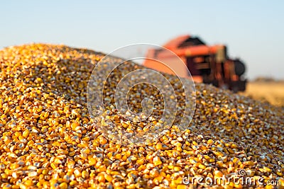 Close-up of a pile of yellow seed corn Stock Photo