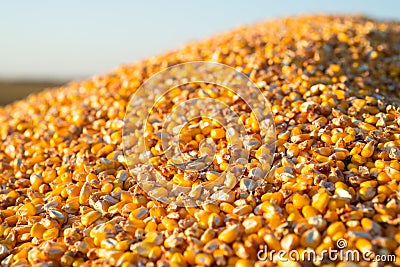 Close-up of a pile of yellow seed corn Stock Photo