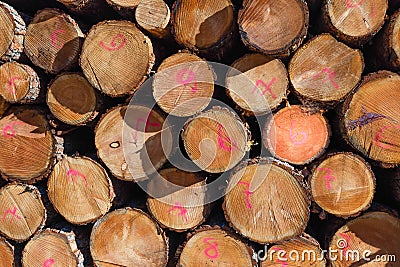 Close up of piles of logs carefully stacked Stock Photo