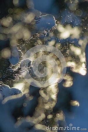 Close-up of pine branches with flakes of snow, with the dawn sun on the background. Stock Photo