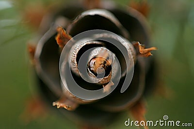 Close up on pine cone Stock Photo