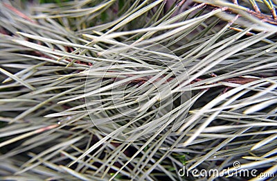 Close-up of pine needles. Beautiful natural background, texture with pine, spruce, cedar branches. Stock Photo