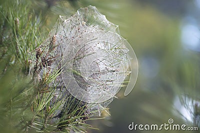 Close up Pine processionary caterpillar, Thaumetopoea pityocampa nest on a pine tree Stock Photo