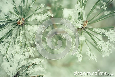 Close up of pine tree branch in the snow. Winter nature background. Soft selective focus. Vintage toned photo Stock Photo