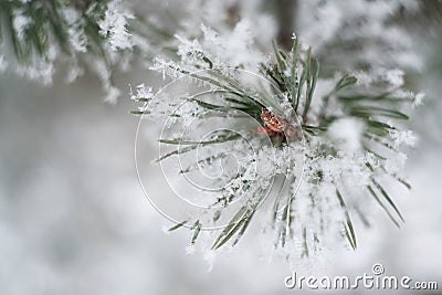 Close up of pine tree branch in the snow. Winter nature background. Soft selective focus. Vintage toned photo Stock Photo