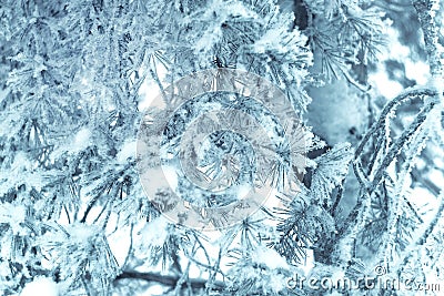 Close up of pine tree branch in the snow. Winter nature background. Soft selective focus. Vintage toned photo Stock Photo