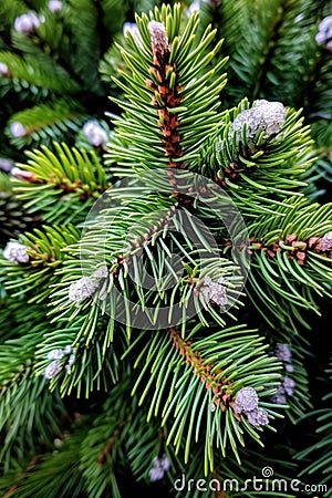 a close up of a pine tree Stock Photo