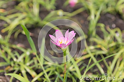 Close up pink Amarylieaceae flower blossom Zephyranthes Stock Photo