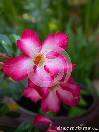 Close-up of Pink azalea flowers on a bright green background, in the garden Stock Photo