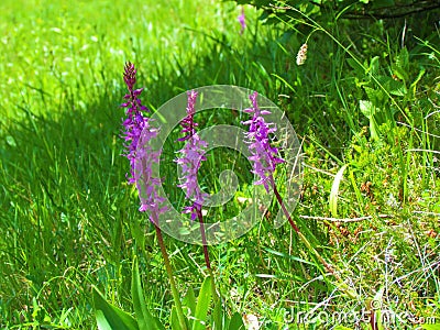 Close up of pink blooming early-purple orchid (Orchis mascula) Stock Photo