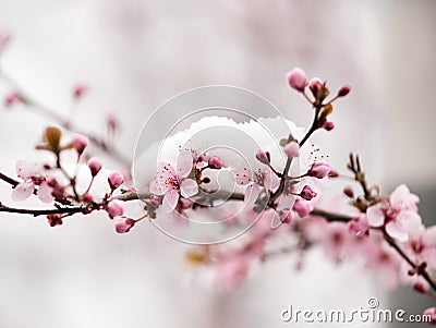 Fruit tree blossom covered with snow Stock Photo