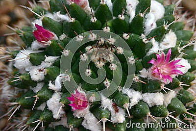 Close up of pink cactus flower Stock Photo