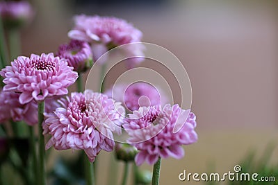 Close up of pink chrysanthemum blossom on spring season. Bouquet of beautiful soft pink flowers for greeting cards background, Stock Photo
