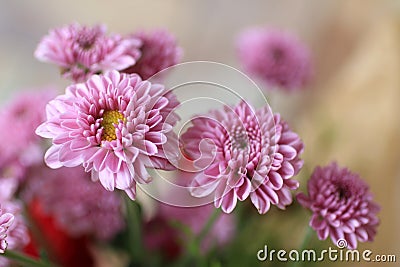 Close up of pink chrysanthemum blossom on spring season. Bouquet of beautiful soft pink flowers for greeting cards background, Stock Photo