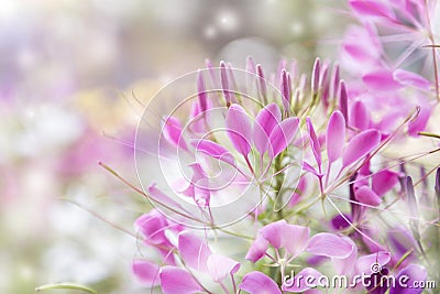 Close up Pink Cleome hassleriana flower background Stock Photo