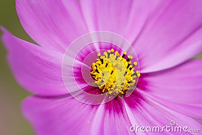 Close up pink cosmo flower Stock Photo