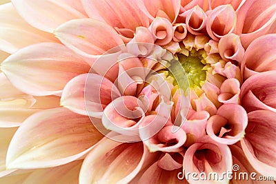 Close-up Pink dahlia in bloom Stock Photo