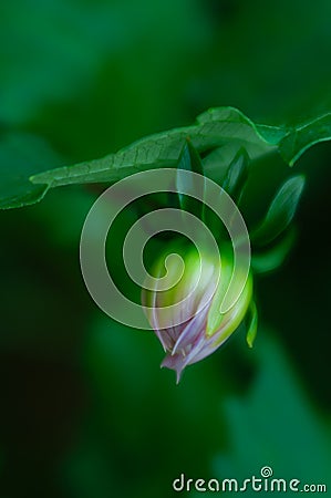 Close-up of a pink dahlia flower bud, showcasing delicate petals in exquisite detail. Perfect for nature-themed projects Stock Photo