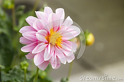 Close-up of pink dahlia, summer blooming flower in garden. Copy space. Stock Photo