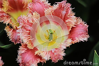Close up of a pink edged yellow tulip with crenelated leaves Stock Photo