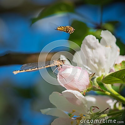 Pink female of common blue damselfly sitting on apple tree blossoms Stock Photo