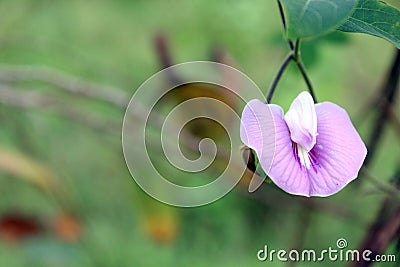 Pink flower blossom during winter Stock Photo