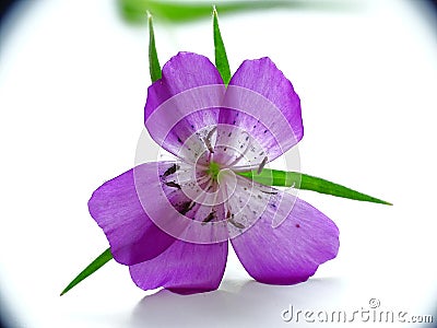 close up of a pink flower of the Corn Cockle (Agrostemma githago Stock Photo