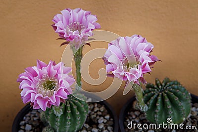 Close up pink flower of echinopsis tubiflora blooming Stock Photo