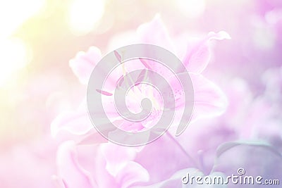 Beautiful abstract sweet color of floral with pink flower buds, pastel color style for background. Stock Photo