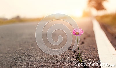 Close up, Pink flower growing on crack street sunset background Stock Photo