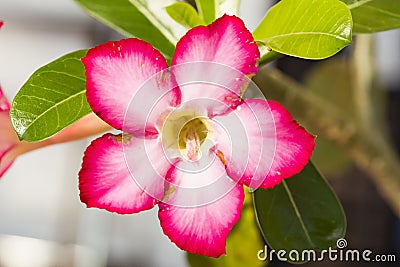 Close up of Pink flower Impala lily Stock Photo