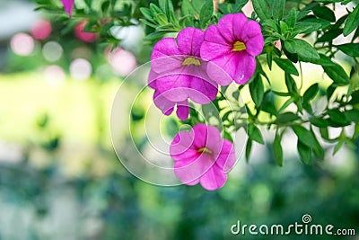 Close up pink flower - Million Bells Stock Photo