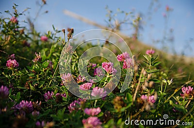 Pink flowers blooming on a mountain meadow Stock Photo